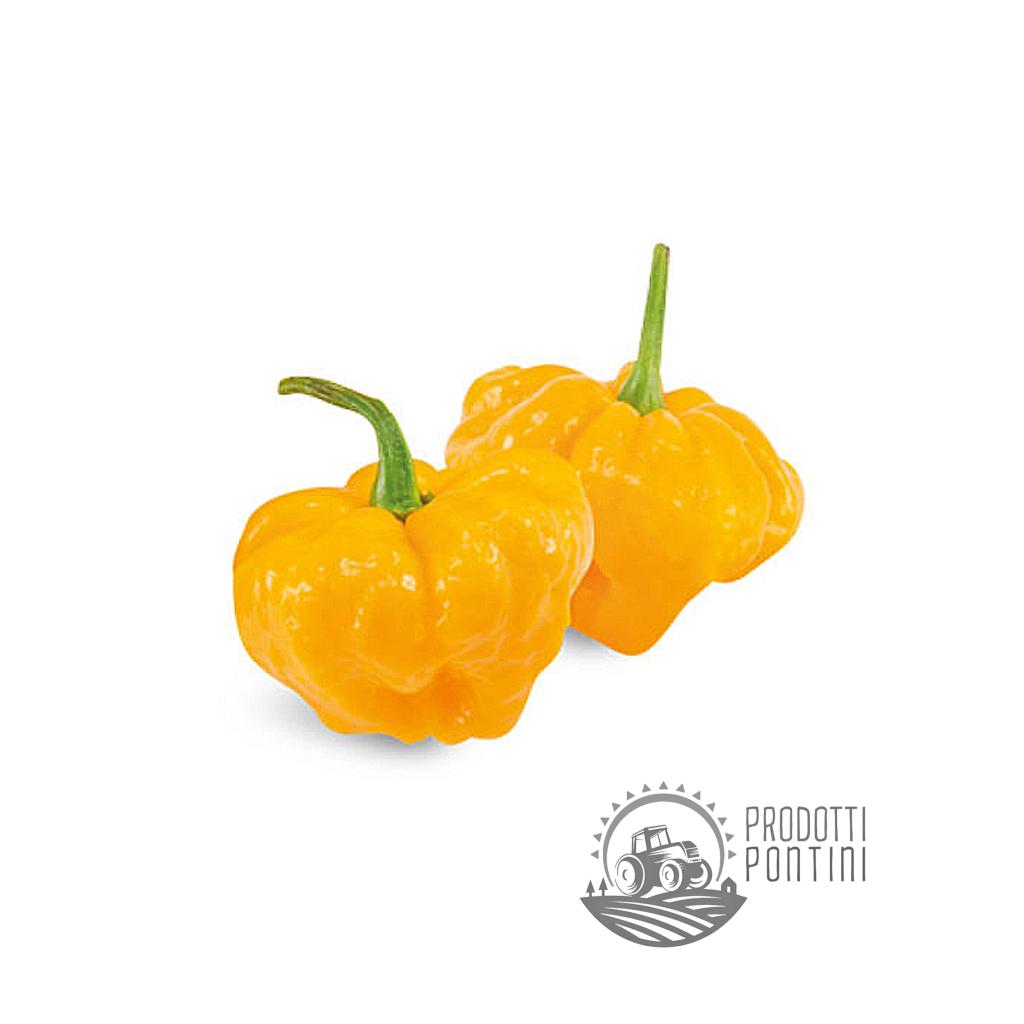 Jamaican-Yellow | Prodotti Pontini