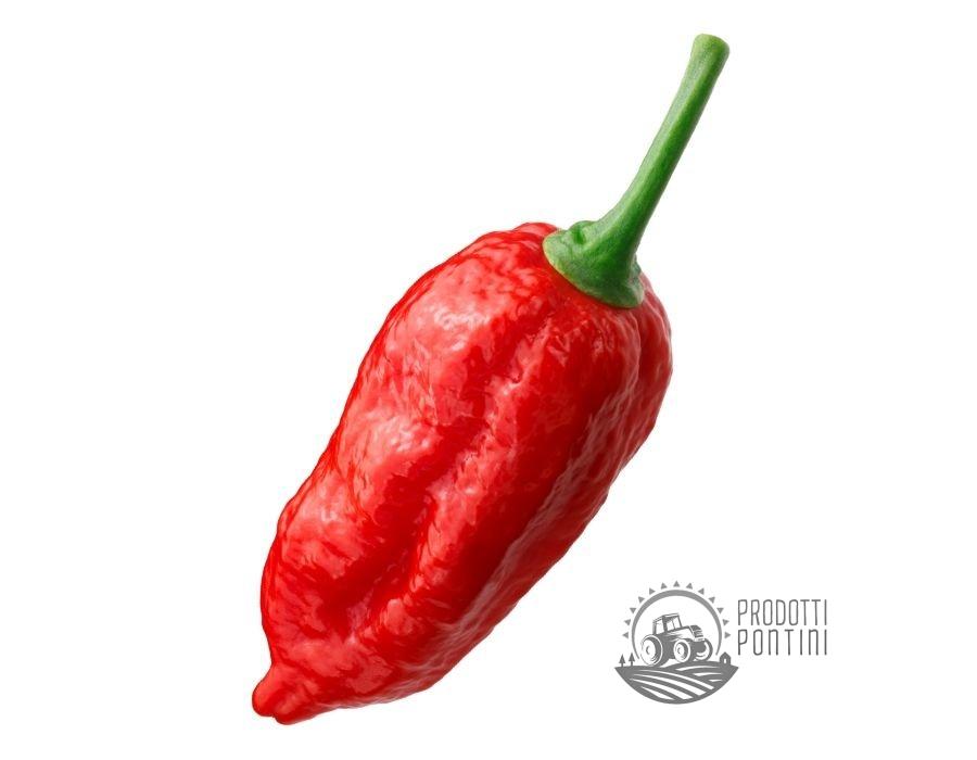 PEPERONCINO NAGA MORICH | Prodotti Pontini