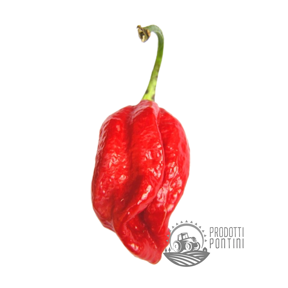 PEPERONCINO NAGA VIPER | Prodotti Pontini